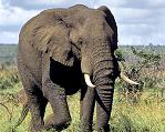Африканский Буш Слон