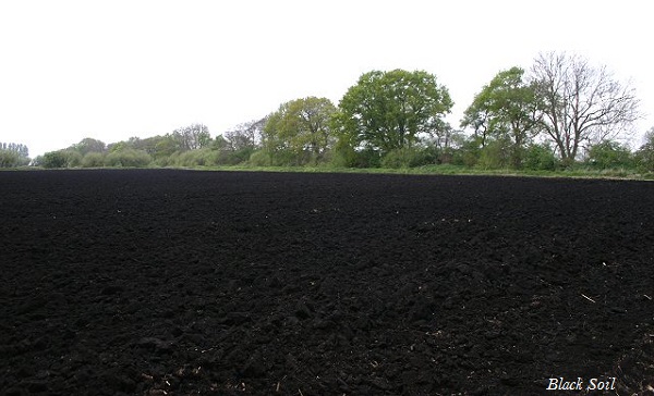 Черная почва