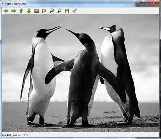 серый пингвин