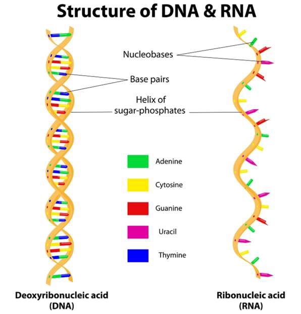 Структура ДНК и РНК