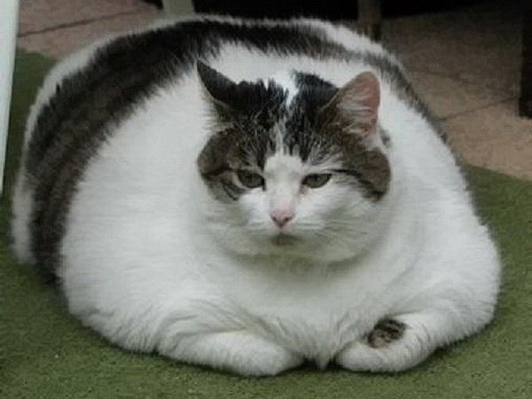 Толстый кот - идеальная метафора для раздутой темы WordPress