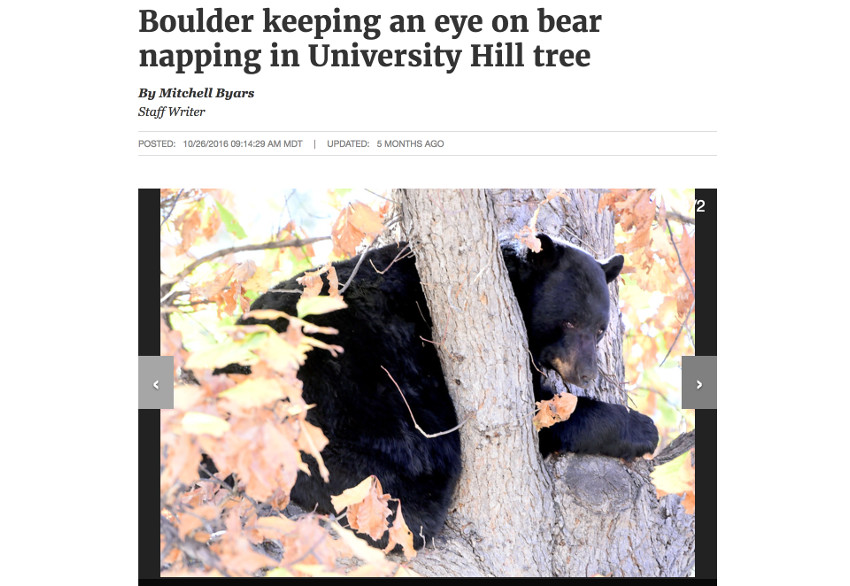 Новостная статья о медведе в CU Boulder в Колорадо