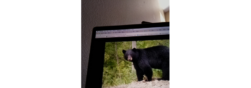 Фотография медведя, сделанного на устройстве Android Things