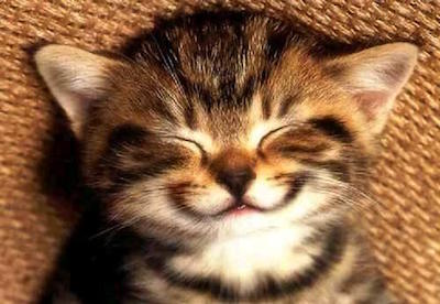 улыбка котята-большие