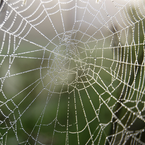 Web