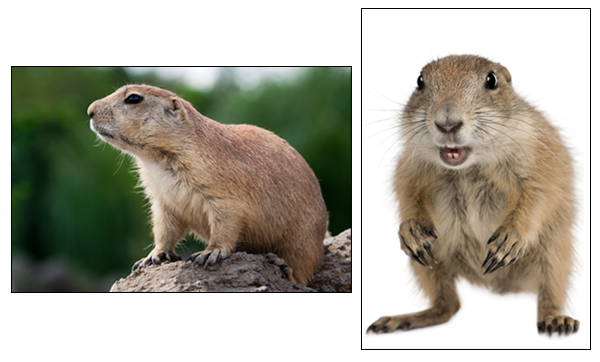 2 prairie dog pictures