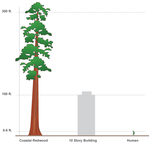 Простая инфографика, сравнивающая высоту красного дерева с человеческим масштабом