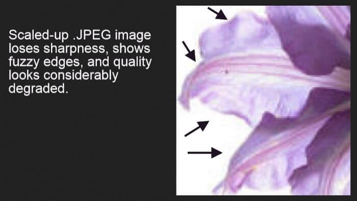 Пример увеличенного растрового изображения цветка