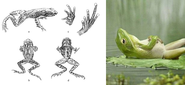 Два изображения лягушки - одно биология, другое комическое.